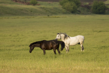 Obraz na płótnie Canvas Wild Horse Stallions Fighting