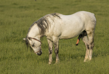 Wild Horse Stallions Fighting