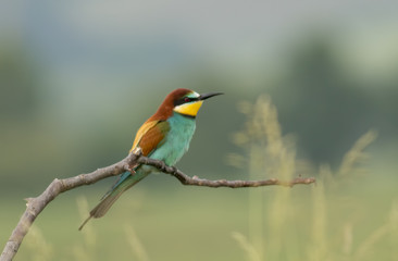The European Bee-eaters