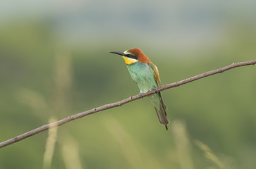 The European Bee-eaters