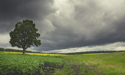 Summer landscape with lonely growing old oak on a background of dark overcast sky.
