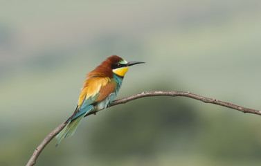 The European Bee-eaters