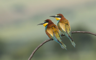 The European Bee-eaters