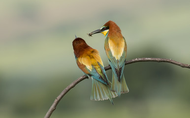 The European Bee-eaters