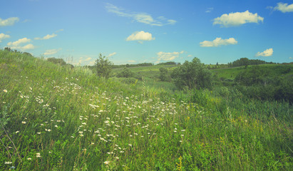 Fototapeta na wymiar Sunny summer landscape with wild growing daisies