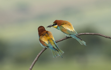The European Bee-eaters