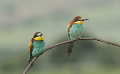 The European Bee-eaters