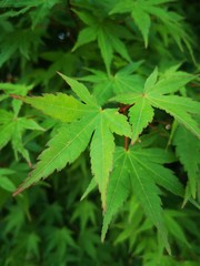 animal, animal themes, animal wildlife, Animals in the, Wild, beauty in Nature, close-up, day, focus on foreground, Green color, Growth, high angle view, insect, invertebrate, leaf, leaves, Nature, no