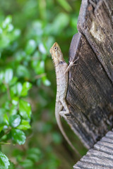 Lizard