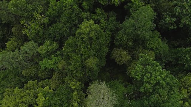 Slow zoom in of freen trees.