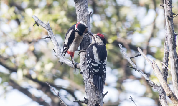 Adult Great spotted woodpecker feed young