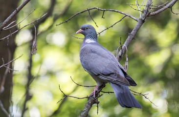 Common wood pigeon gracefully stand