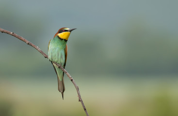 The European Bee-eaters