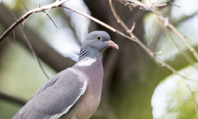Common wood pigeon gracefully stand