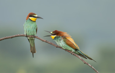 The European Bee-eaters