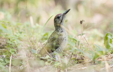 Young Green Woodpecker
