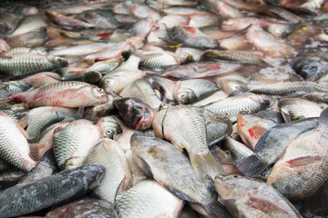 Close up of fresh fish for sale.