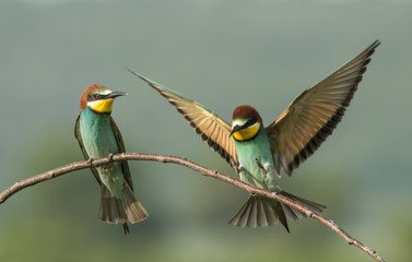 The European Bee-eater sitting on branch