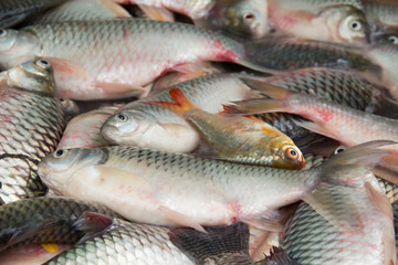 Close up of fresh fish for sale.