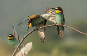 The European Bee-eater sitting on branch