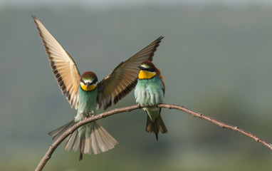 The European bee-eater sits on a branch