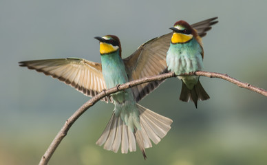 The European Bee-eater stiing on branch