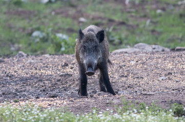 Wild boar on field