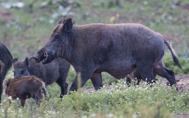 Wild boar on field