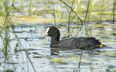 Coot swimming in the marsh