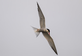 Common Tern in flight