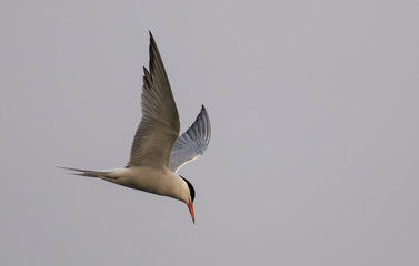 Common Tern in flight