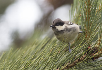 Coal Tit
