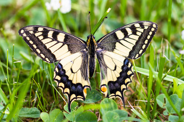 Motyl - Paź Królowej