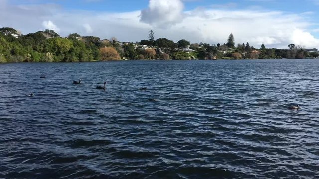 Wild water birds in Lake Pupuke in Takpuna Auckland