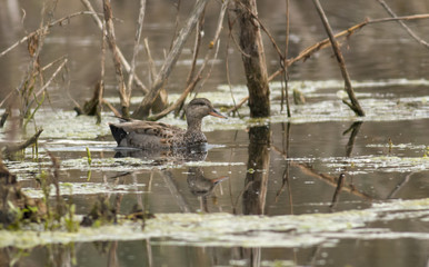 Gadwall (Anas strepera)