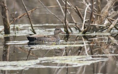 Gadwall (Anas strepera)