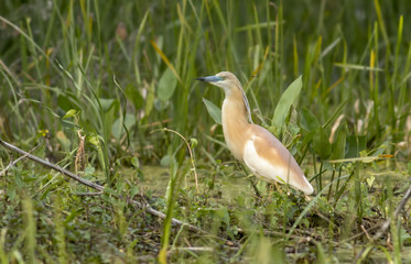 Squacco Heron (Ardeola ralloides)