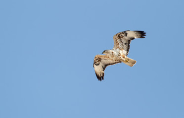 Long-legged buzzard (Buteo rufinus) 
