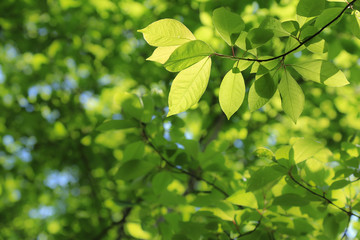 Fototapeta na wymiar Green tree leaves , spring background