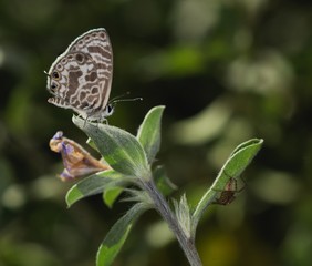 Beauty and the beast