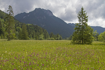 Blumenpracht im Ettaler Weidmoos