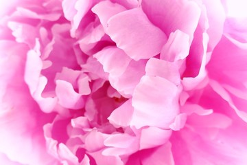 Peony flower. Pink Peony Macro.Floral natural background