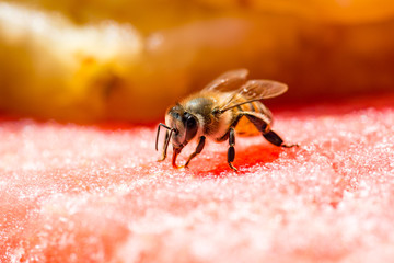Bee Drinking from a Watermelon