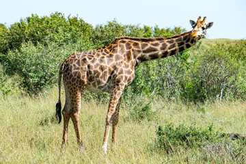 Giraffe Taking a Look