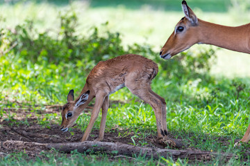 Baby Antelope Born Earlier in the Morning