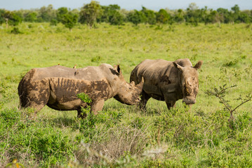 Fototapeta premium Two Rhino's After a Mud Bath