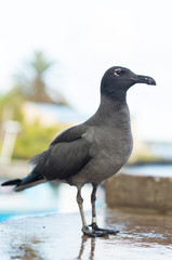 Albatro nativo