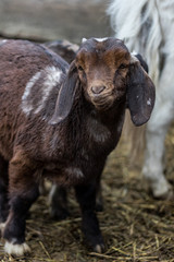 Fototapeta premium A baby goat on a farm.