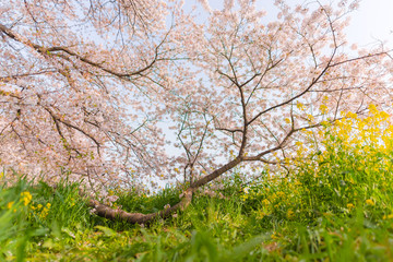 very beautiful japan sakura cherry blossom