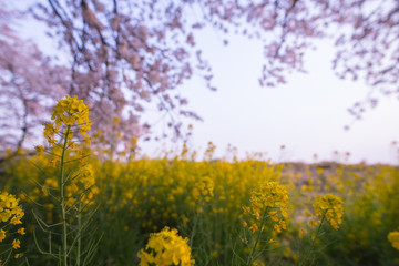 very beautiful yellow flower with sakura in background